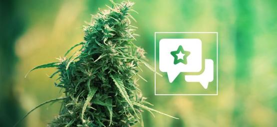 Sour Diesel: Recenzja i informacje o odmianie konopi