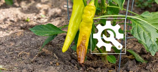 Jak radzić sobie ze zgnilizną wierzchołkową papryki chili