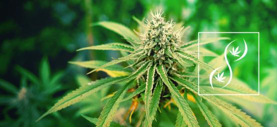 Czym są nasiona konopi F1, F2 i F3?