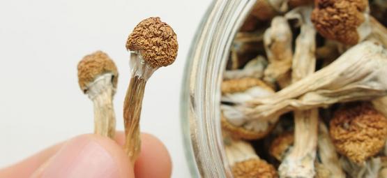 Jak często mikrodozować?