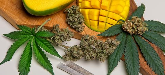 Czym jest mircen w konopiach?