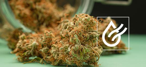 Jak szybko wysuszyć konopie i 3 sposoby na zbyt wilgotne topy