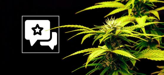 Candy Rain: recenzja i informacje o odmianie konopi