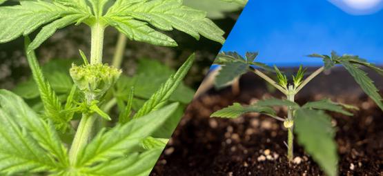 Przycinanie konopi: topping a metoda fimming