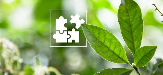 Mikrodawkowanie DMT: przegląd