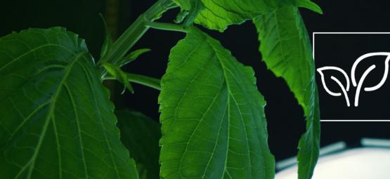 Jak uprawiać Salvia divinorum