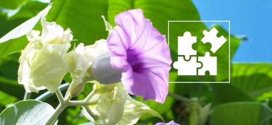 Wszystko, co warto wiedzieć o mikrodawkowaniu LSA