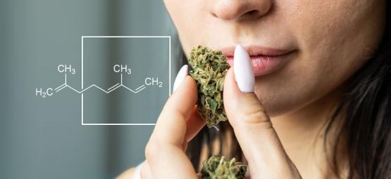 Czym jest ocimen i jak działa ten terpen?