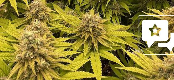 Recenzja odmiany: Kosher Kush