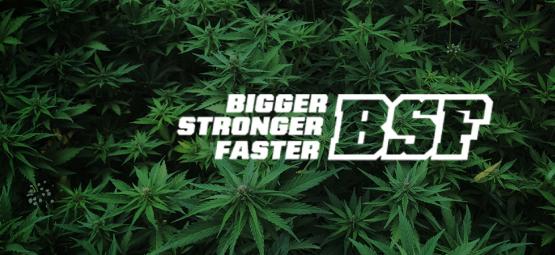 Ocal goryle z BSF Seeds