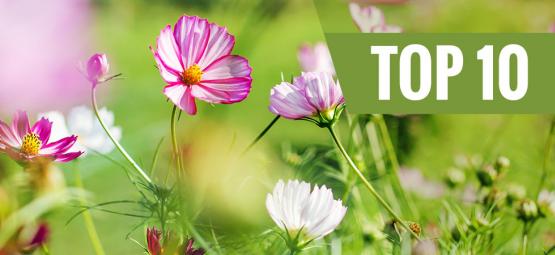 10 najpiękniejszych kwiatów do posadzenia wiosną