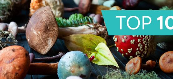 Poznaj 10 najlepszych grzybów wspierających zdrowie