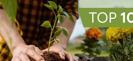 Top 10 najciekawszych roślin do uprawy