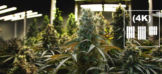 Czym są tetraploidy i triploidy w konopiach?