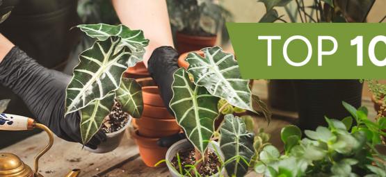 Top 10 roślin ozdobnych do uprawy w domu