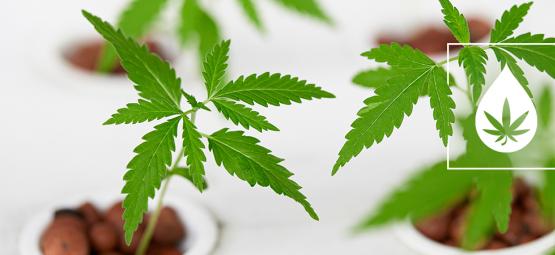 Jak samodzielnie zbudować system hydroponiczny NFT (Nutrient Film Technique)