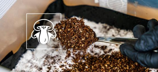 Jak przygotować warstwę okrywową do uprawy grzybów