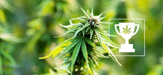9 rekordów świata konopi