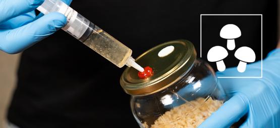 Jak używać płynnych kultur grzybów halucynogennych