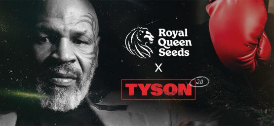 Royal Queen Seeds x Mike Tyson: najwieksze starcie wszech czasów?