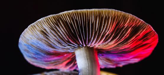 Wszystko o Psilocybe cubensis