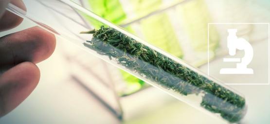 Czym są flawonoidy, terpeny i terpenoidy?