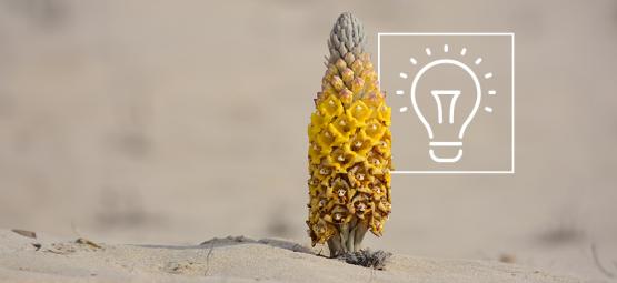 Co warto wiedzieć o Cistanche tubulosa