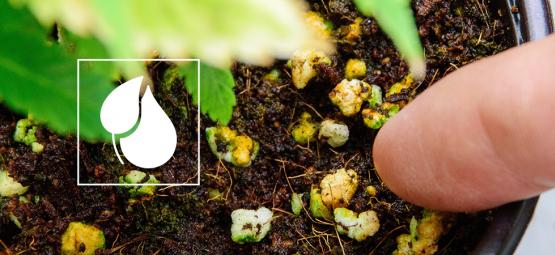 Przygotowywanie domowych nawozów do roślin konopi