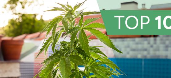 10 najbardziej nietypowych miejsc na uprawę konopi