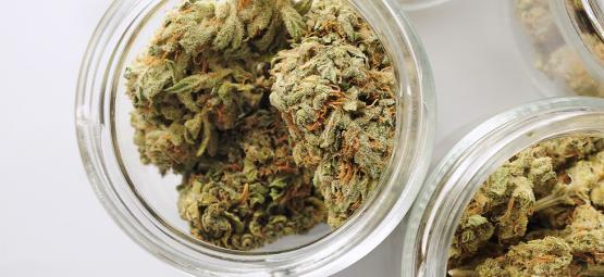 Jak zbudować automatyczny system suszenia i dojrzewania konopi: krok po kroku