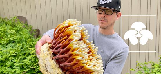 Kwiaty z grzybów: czy pieczarki mogą zrewolucjonizować świat florystyki?