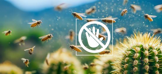 Jak zwalczać i zapobiegać szkodnikom na kaktusie San Pedro