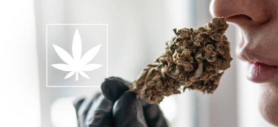 Co warto wiedzieć o THCa