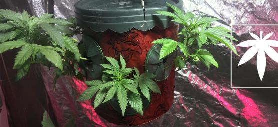 Uprawa konopi do góry nogami