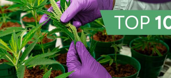 10 innowacyjnych firm konopnych, które warto poznać w 2025 roku