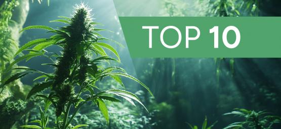 10 miejskich legend i mitów o uprawie konopi