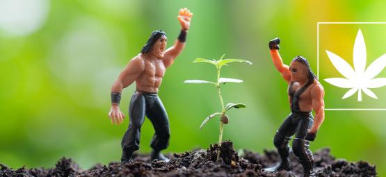 Czy mogę podawać kreatynę moim roślinom konopi?