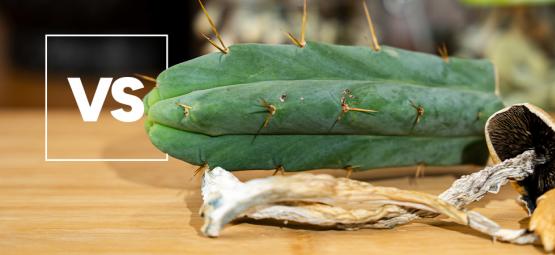 Meskalina a psylocybina: na czym polega różnica?