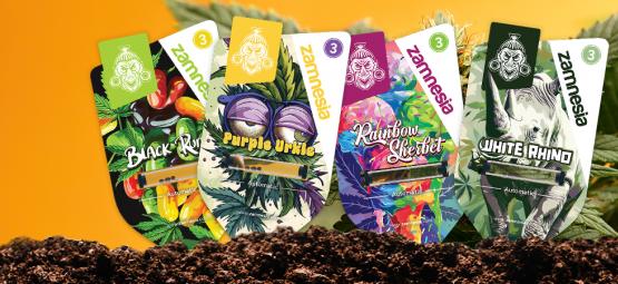 Prezentacja odmian Zamnesia: Odkryj rzadkie perełki