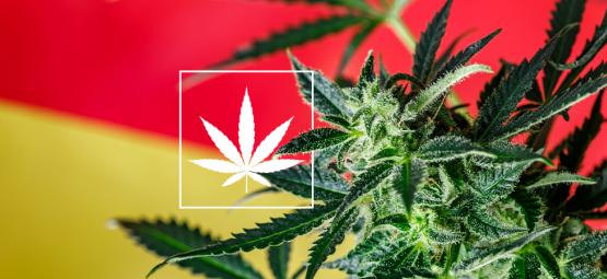 Przegląd nowej sceny niemieckich klubów konopnych