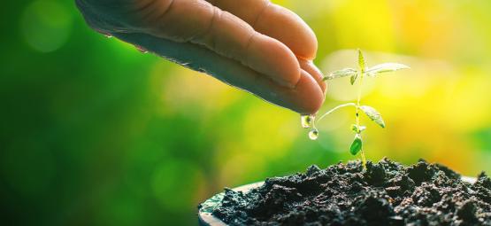 Kompostowa herbata: naturalny dopalacz dla twoich roślin konopi