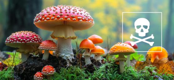 Których grzybów nie jeść: szybki poradnik