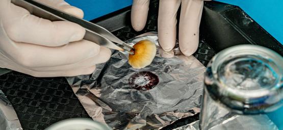 Jak pobierać odciski zarodników grzybów halucynogennych