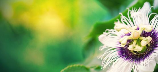 Męczennica cielista – roślina, która potęguje działanie