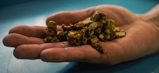 Odkrywając Psilocybe tampanensis: oryginalną truflę psychodeliczną