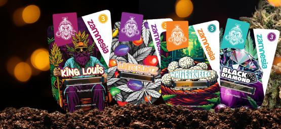 Prezentacja odmian Zamnesia: Royal Vault