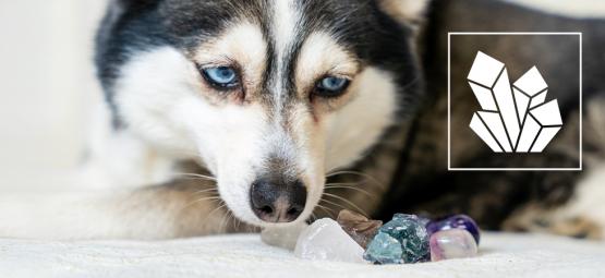 Kryształy dla zwierząt: Kamienie szlachetne wspierające twoich pupili
