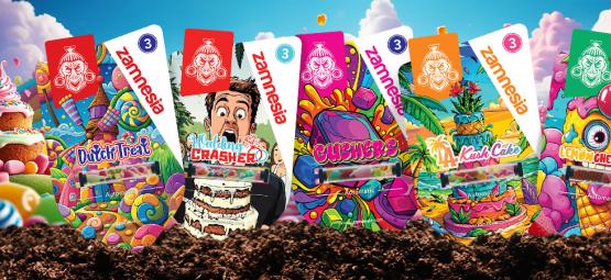 Przegląd odmian Zamnesia: Sweet-Topia