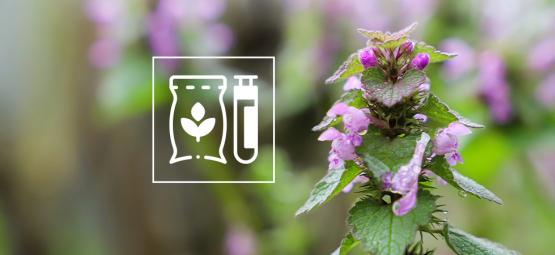 Działanie kocimiętki na ludzi: kompletny przewodnik