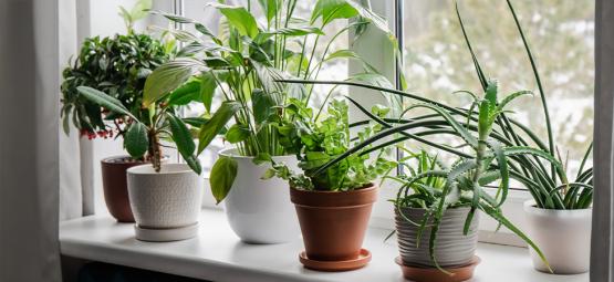 Najlepsze rośliny doniczkowe na poprawę jakości powietrza i nastroju w chłodniejszych miesiącach